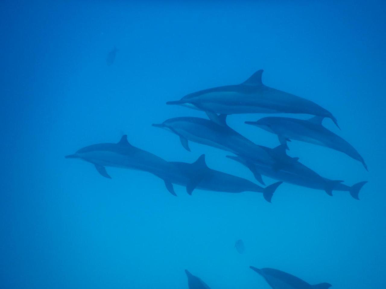 Gurus Maldives At Gulhi Island 호텔 외부 사진